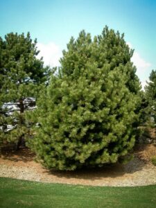 Сосна Чёрная (Pinus Nigra) купить по цене от 270.00р. в интернет-магазине «Посадика» с доставкой почтой в в Валуйкие и по всей России – [изображение №1].