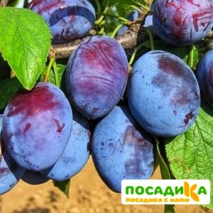 Слива Чачакская ранняя купить по цене от 229.00р. в интернет-магазине «Посадика» с доставкой почтой в в Валуйкие и по всей России – [изображение №1].