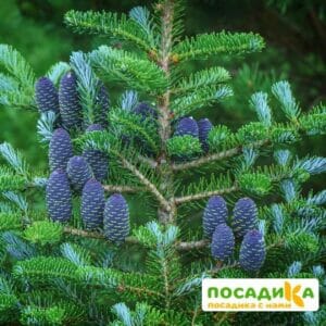 Пихта корейская (Abies koreana) купить по цене от 450.00р. в интернет-магазине «Посадика» с доставкой почтой в в Валуйкие и по всей России – [изображение №1].