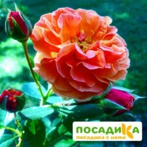 Роза Арабия купить по цене от 350.00р. в интернет-магазине «Посадика» с доставкой почтой в в Валуйкие и по всей России – [изображение №1].