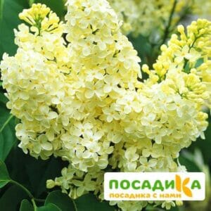 Сирень Примроуз (Primrose) купить по цене от 529.00р. в интернет-магазине «Посадика» с доставкой почтой в в Валуйкие и по всей России – [изображение №1].