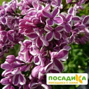 Сирень Сенсация купить по цене от 529.00р. в интернет-магазине «Посадика» с доставкой почтой в в Валуйкие и по всей России – [изображение №1].