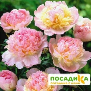 Пион Распберри Сандей (Paeonia Raspberry Sundae) купить по цене от 959р. в интернет-магазине «Посадика» с доставкой почтой в в Валуйкие и по всей России – [изображение №1].