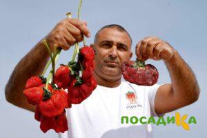 Клубника Гигант Джорнея купить по цене от 266р. в интернет-магазине «Посадика» с доставкой почтой в в Валуйкие и по всей России – [изображение №1].