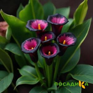 Калла Аура Лейс купить по цене от 400р. в интернет-магазине «Посадика» с доставкой почтой в в Валуйкие и по всей России – [изображение №1].