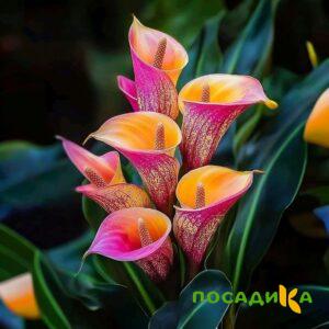 Калла Оникс купить по цене от 450р. в интернет-магазине «Посадика» с доставкой почтой в в Валуйкие и по всей России – [изображение №1].