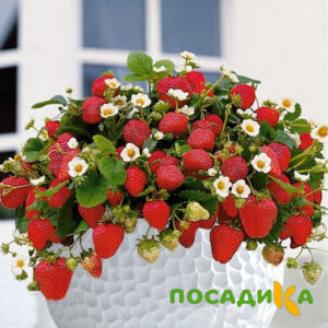 Клубника Рубиновый Шепот (горшечная) купить по цене от 240р. в интернет-магазине «Посадика» с доставкой почтой в в Валуйкие и по всей России – [изображение №1].
