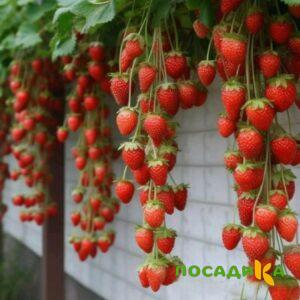Клубника вьющаяся Комплимент купить по цене от 470р. в интернет-магазине «Посадика» с доставкой почтой в в Валуйкие и по всей России – [изображение №1].