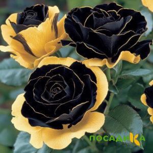 Роза Ханни Сикл купить по цене от 700р. в интернет-магазине «Посадика» с доставкой почтой в в Валуйкие и по всей России – [изображение №1].