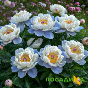 Пион акварельный Этюд купить по цене от 806р. в интернет-магазине «Посадика» с доставкой почтой в в Валуйкие и по всей России – [изображение №1].