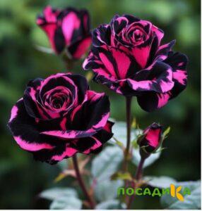Роза Багровый Шепот купить по цене от 366р. в интернет-магазине «Посадика» с доставкой почтой в в Валуйкие и по всей России – [изображение №1].
