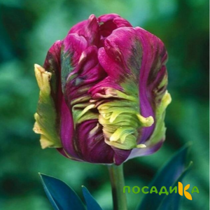 Тюльпан Экзотик Хэвен купить по цене от 186р. в интернет-магазине «Посадика» с доставкой почтой в в Валуйкие и по всей России – [изображение №1].