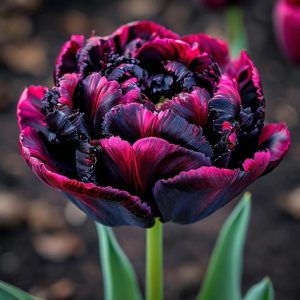 Тюльпан Фламинго купить по цене от 500р. в интернет-магазине «Посадика» с доставкой почтой в в Валуйкие и по всей России – [изображение №1].