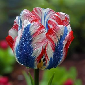 Тюльпан Ремс Сенсейшн купить по цене от 219р. в интернет-магазине «Посадика» с доставкой почтой в в Валуйкие и по всей России – [изображение №1].