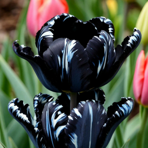 Тюльпан Шелк Нуар купить по цене от 219р. в интернет-магазине «Посадика» с доставкой почтой в в Валуйкие и по всей России – [изображение №1].