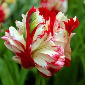 Тюльпан Эстелла Рижнвельд купить по цене от 500р. в интернет-магазине «Посадика» с доставкой почтой в в Валуйкие и по всей России – [изображение №1].