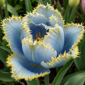 Тюльпан Махровый Амплуа купить по цене от 199р. в интернет-магазине «Посадика» с доставкой почтой в в Валуйкие и по всей России – [изображение №1].